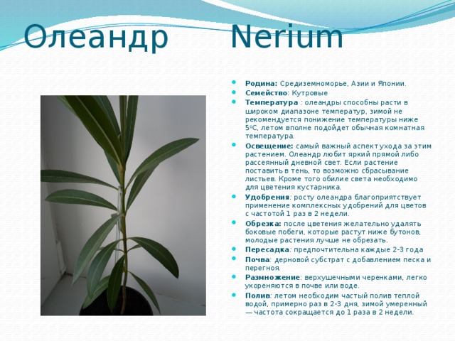 Олеандр Nerium   Родина: Средиземноморье, Азии и Японии.  Семейство : Кутровые Температура :  олеандры способны расти в широком диапазоне температур, зимой не рекомендуется понижение температуры ниже 5 0 С, летом вполне подойдет обычная комнатная температура. Освещение:  самый важный аспект ухода за этим растением. Олеандр любит яркий прямой либо рассеянный дневной свет. Если растение поставить в тень, то возможно сбрасывание листьев. Кроме того обилие света необходимо для цветения кустарника. Удобрения :  росту олеандра благоприятствует применение комплексных удобрений для цветов с частотой 1 раз в 2 недели. Обрезка:  после цветения желательно удалять боковые побеги, которые растут ниже бутонов, молодые растения лучше не обрезать. Пересадка :  предпочтительна каждые 2-3 года Почва :  дерновой субстрат с добавлением песка и перегноя. Размножение : верхушечными черенками, легко укореняются в почве или воде. Полив :  летом необходим частый полив теплой водой, примерно раз в 2-3 дня, зимой умеренный — частота сокращается до 1 раза в 2 недели. 