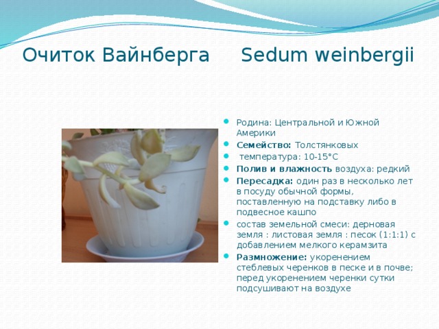 Очиток Вайнберга Sedum weinbergii   Родина: Центральной и Южной Америки Семейство: Толстянковых  температура: 10-15°C Полив и влажность воздуха: редкий Пересадка:  один раз в несколько лет в посуду обычной формы, поставленную на подставку либо в подвесное кашпо состав земельной смеси: дерновая земля : листовая земля : песок (1:1:1) с добавлением мелкого керамзита Размножение: укоренением стеблевых черенков в песке и в почве;  перед укоренением черенки сутки подсушивают на воздухе 