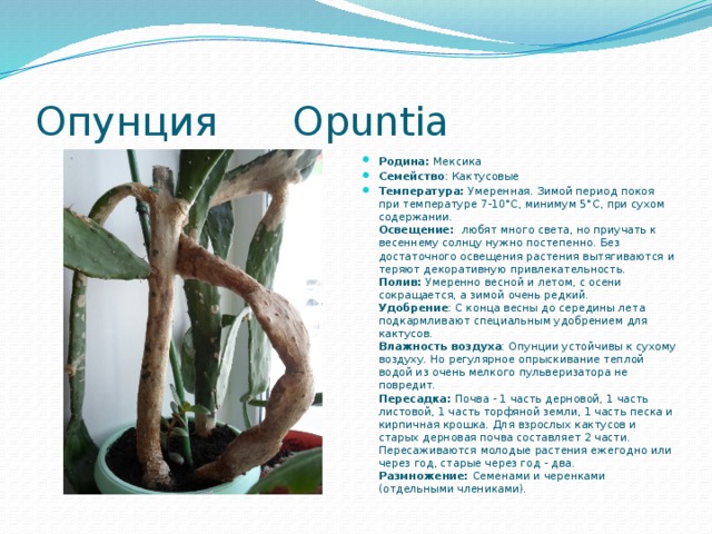 Опунция Opuntia Родина: Мексика Семейство : Кактусовые Температура: Умеренная. Зимой период покоя при температуре 7-10°С, минимум 5°С, при сухом содержании.  Освещение: любят много света, но приучать к весеннему солнцу нужно постепенно. Без достаточного освещения растения вытягиваются и теряют декоративную привлекательность.  Полив: Умеренно весной и летом, с осени сокращается, а зимой очень редкий.  Удобрение : С конца весны до середины лета подкармливают специальным удобрением для кактусов.  Влажность воздуха : Опунции устойчивы к сухому воздуху. Но регулярное опрыскивание теплой водой из очень мелкого пульверизатора не повредит.  Пересадка: Почва - 1 часть дерновой, 1 часть листовой, 1 часть торфяной земли, 1 часть песка и кирпичная крошка. Для взрослых кактусов и старых дерновая почва составляет 2 части. Пересаживаются молодые растения ежегодно или через год, старые через год - два.  Размножение: Семенами и черенками (отдельными члениками). 