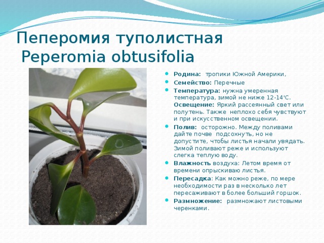 Пеперомия туполистная  Peperomia obtusifolia Родина:   тропики Южной Америки, Семейство: Перечные  Температура:  нужна умеренная температура, зимой не ниже 12-14'С. Освещение: Яркий рассеянный свет или полутень. Также неплохо себя чувствуют и при искусственном освещении. Полив: осторожно. Между поливами дайте почве  подсохнуть, но не допустите, чтобы листья начали увядать. Зимой поливают реже и используют слегка теплую воду. Влажность воздуха: Летом время от времени опрыскиваю листья. Пересадка : Как можно реже, по мере необходимости раз в несколько лет пересаживают в более больший горшок. Размножение: размножают листовыми черенками.    