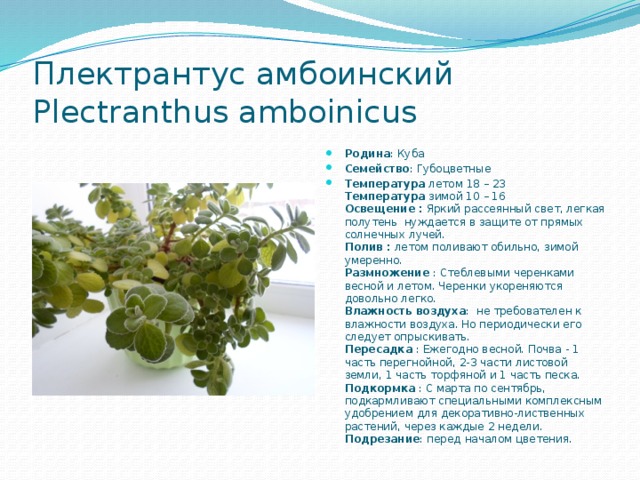 Плектрантус амбоинский Plectranthus amboinicus Родина : Куба Семейство : Губоцветные Температура  летом 18 – 23   Температура  зимой 10 – 16  Освещение : Яркий рассеянный свет, легкая полутень нуждается в защите от прямых солнечных лучей.  Полив : летом поливают обильно, зимой умеренно.  Размножение  : Стеблевыми черенками весной и летом. Черенки укореняются довольно легко.  Влажность воздуха : не требователен к влажности воздуха. Но периодически его следует опрыскивать.  Пересадка  : Ежегодно весной. Почва - 1 часть перегнойной, 2-3 части листовой земли, 1 часть торфяной и 1 часть песка.  Подкормка  : С марта по сентябрь, подкармливают специальными комплексным удобрением для декоративно-лиственных растений, через каждые 2 недели.  Подрезание : перед началом цветения. 