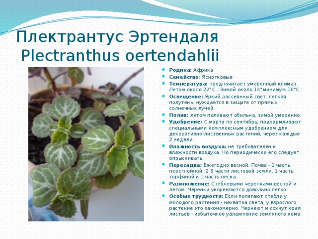 Плектрантус Эртендаля   Plectranthus oertendahlii Родина: Африка Семейство : Яснотковые  Температура:  предпочитает умеренный климат. Летом около 22°С . Зимой около 14°минимум 10°С. Освещение:  Яркий рассеянный свет, легкая полутень. нуждается в защите от прямых солнечных лучей. Полив:  летом поливают обильно, зимой умеренно. Удобрение:  С марта по сентябрь, подкармливают специальными комплексным удобрением для декоративно-лиственных растений, через каждые 2 недели. Влажность воздуха:  не требователен к влажности воздуха. Но периодически его следует опрыскивать. Пересадка:  Ежегодно весной. Почва - 1 часть перегнойной, 2-3 части листовой земли, 1 часть торфяной и 1 часть песка. Размножение:  Стеблевыми черенками весной и летом. Черенки укореняются довольно легко. Особые трудности:  Если полегают стебли у молодого растения - нехватка света, у взрослого растение это закономерно. Чернеют и сохнут края листьев - избыточное увлажнение земляного кома. 