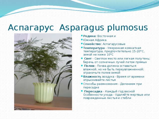 Аспагарус  Asparagus plumosus Родина: Восточная и Южная Африка Семейство: Аспагарусовые Температура - Умеренная комнатная температура, предпочтительно 15-20°С, зимой не ниже 10°С  Свет - Светлое место или легкая полутень; беречь от солнечных лучей летом прямых  Полив - Почва должна оставаться влажной, но не быть переувлажненной; ограничьте полив зимой Влажность воздуха - Время от времени опрыскивайте листья Способы размножения - Делением при пересадке  Пересадка - Каждый год весной Особенности ухода - Удаляйте мертвые или поврежденные листья и стебли 