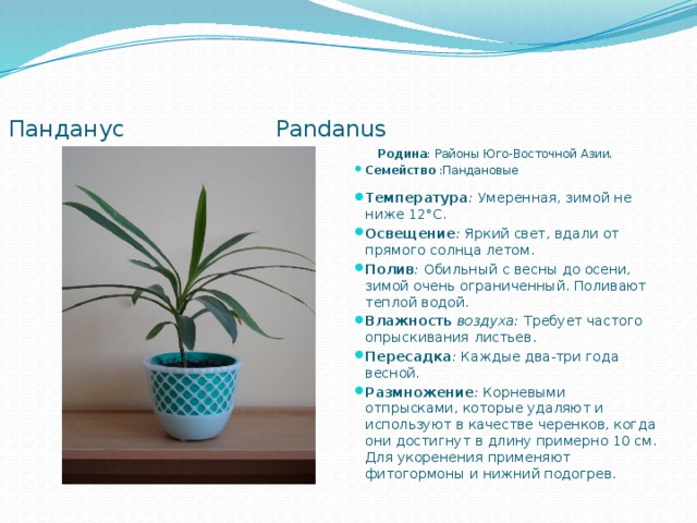      Панданус Pandanus  Родина : Районы Юго-Восточной Азии. Семейство :Пандановые Температура :  Умеренная, зимой не ниже 12°С. Освещение :  Яркий свет, вдали от прямого солнца летом. Полив :  Обильный с весны до осени, зимой очень ограниченный. Поливают теплой водой. Влажность воздуха:  Требует частого опрыскивания листьев. Пересадка :  Каждые два-три года весной. Размножение :  Корневыми отпрысками, которые удаляют и используют в качестве черенков, когда они достигнут в длину примерно 10 см. Для укоренения применяют фитогормоны и нижний подогрев. 
