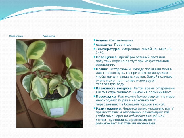         Пеперомия Peperomia Родина : Южная Америка Семейство : Перечные Температура: Умеренная, зимой не ниже 12-14°С. Освещение: Яркий рассеянный свет или полутень хорошо растут при искусственном освещении. Полив: Осторожный. Между поливами почве дают просохнуть, но при этом не допускают, чтобы начали увядать листья. Зимой поливают очень мало, при поливе используют тепловатую воду. Влажность воздуха : Летом время от времени листья опрыскивают. Зимой не опрыскивают. Пересадка: Как можно более редкая, по мере необходимости раз в несколько лет пересаживают в больший горшок весной. Размножение: Черенки легко укореняются. У прямостоячих и ампельных разновидностей стеблевые черенки отбирают весной или летом, кустовидные разновидности размножают листовыми черенками. 