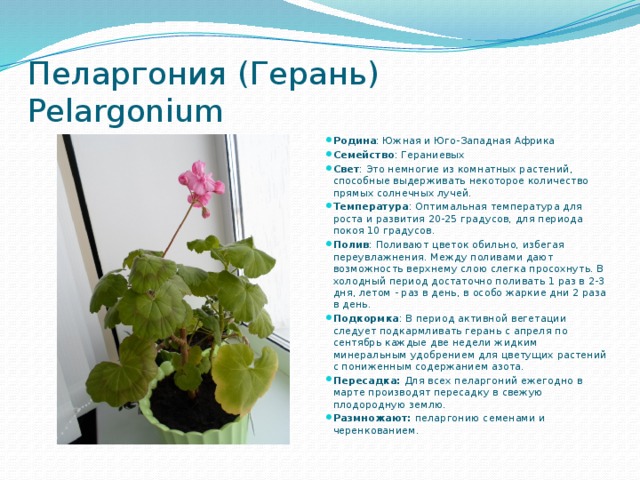 Пеларгония (Герань)  Pelargonium  Родина : Южная и Юго-Западная Африка Семейство : Гераниевых Свет : Это немногие из комнатных растений, способные выдерживать некоторое количество прямых солнечных лучей. Температура : Оптимальная температура для роста и развития 20-25 градусов, для периода покоя 10 градусов. Полив : Поливают цветок обильно, избегая переувлажнения. Между поливами дают возможность верхнему слою слегка просохнуть. В холодный период достаточно поливать 1 раз в 2-3 дня, летом - раз в день, в особо жаркие дни 2 раза в день.  Подкормка : В период активной вегетации следует подкармливать герань с апреля по сентябрь каждые две недели жидким минеральным удобрением для цветущих растений с пониженным содержанием азота. Пересадка: Для всех пеларгоний ежегодно в марте производят пересадку в свежую плодородную землю. Размножают: пеларгонию семенами и черенкованием.  