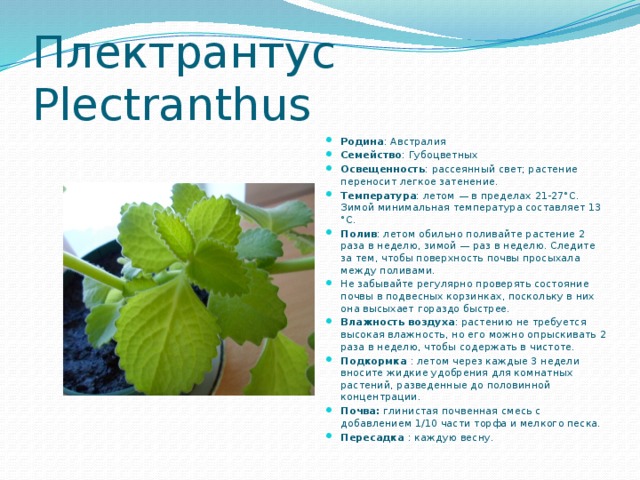 Плектрантус Plectranthus  Родина : Австралия Семейство : Губоцветных Освещенность : рассеянный свет; растение переносит легкое затенение. Температура : летом — в пределах 21-27°С. Зимой минимальная температура составляет 13 °С. Полив : летом обильно поливайте растение 2 раза в неделю, зимой — раз в неделю. Следите за тем, чтобы поверхность почвы просыхала между поливами. Не забывайте регулярно проверять состояние почвы в подвесных корзинках, поскольку в них она высыхает гораздо быстрее. Влажность воздуха : растению не требуется высокая влажность, но его можно опрыскивать 2 раза в неделю, чтобы содержать в чистоте. Подкормка : летом через каждые 3 недели вносите жидкие удобрения для комнатных растений, разведенные до половинной концентрации. Почва:  глинистая почвенная смесь с добавлением 1/10 части торфа и мелкого песка. Пересадка : каждую весну. 