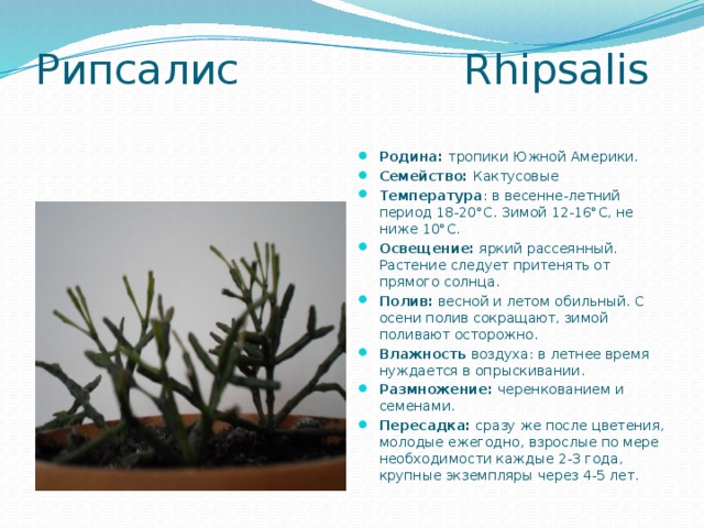 Рипсалис Rhipsalis   Родина: тропики Южной Америки. Семейство: Кактусовые Температура : в весенне-летний период 18-20°C. Зимой 12-16°C, не ниже 10°C. Освещение:  яркий рассеянный. Растение следует притенять от прямого солнца. Полив:  весной и летом обильный. С осени полив сокращают, зимой поливают осторожно. Влажность воздуха: в летнее время нуждается в опрыскивании. Размножение:  черенкованием и семенами. Пересадка:  сразу же после цветения, молодые ежегодно, взрослые по мере необходимости каждые 2-3 года, крупные экземпляры через 4-5 лет. 