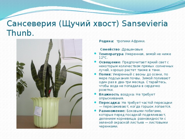    Сансеверия (Щучий хвост) Sansevieria Thunb.  Родина:  тропики Африки.   Семейство :Драценовые Температура : Умеренная, зимой не ниже 12°С. Освещение : Предпочитает яркий свет с некоторым количеством прямых солнечных лучей, хорошо растет также в тени. Полив:  Умеренный с весны до осени, по мере подсыхания почвы. Зимой поливают один раз в два-три месяца. Старайтесь, чтобы вода не попадала в сердечко розетки. Влажность воздуха: Не требует опрыскивания. Пересадка:  Не требует частой пересадки — пересаживают, когда горшок лопается. Размножение:  Боковыми побегами, которые перед посадкой подвяливают, делением корневища; разновидности с зеленой окраской листьев — листовыми черенками. 
