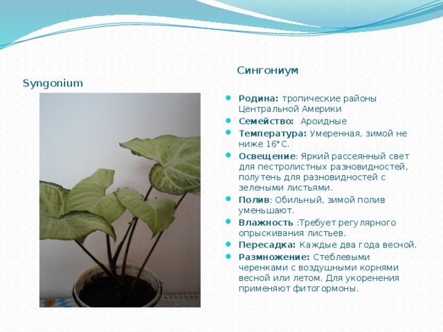    Сингониум Syngonium Родина: тропические районы Центральной Америки Семейство: Ароидные Температура: Умеренная, зимой не ниже 16°С. Освещение : Яркий рассеянный свет для пестролистных разновидностей, полутень для разновидностей с зелеными листьями. Полив : Обильный, зимой полив уменьшают. Влажность :Требует регулярного опрыскивания листьев. Пересадка: Каждые два года весной. Размножение: Стеблевыми черенками с воздушными корнями весной или летом. Для укоренения применяют фитогормоны. 