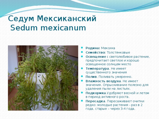 Седум Мексиканский  Sedum mexicanum Родина: Мексика Семейство: Толстянковые Освещение : светолюбивое растение, предпочитает светлое и хорошо освещенное солнцем место Температура . Не имеет существенного значения Полив . Поливать умеренно. Влажность воздуха . Не имеет значения. Опрыскивание полезно для удаления пыли на листьях. Подкормка .Удобряют весной и летом в период активного роста. Пересадка . Пересаживают очитки редко: молодые растения - раз в 2 года, старые – через 3-4 года,  
