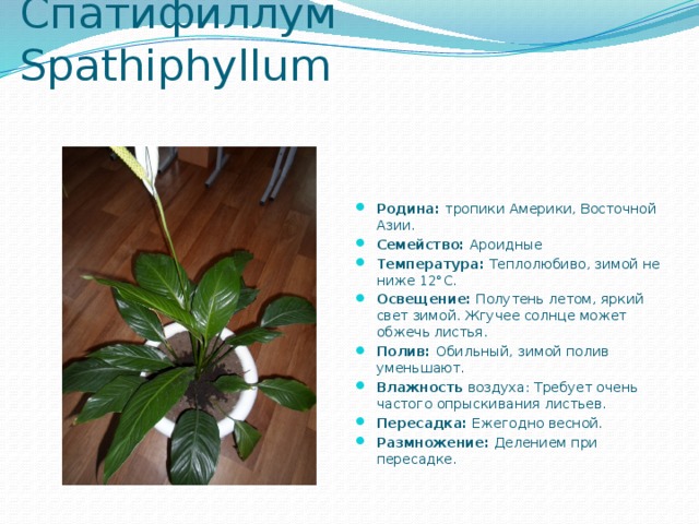 Спатифиллум  Spathiphyllum   Родина: тропики Америки, Восточной Азии. Семейство: Ароидные Температура:  Теплолюбиво, зимой не ниже 12°С. Освещение:  Полутень летом, яркий свет зимой. Жгучее солнце может обжечь листья. Полив:  Обильный, зимой полив уменьшают. Влажность воздуха: Требует очень частого опрыскивания листьев. Пересадка:  Ежегодно весной. Размножение:  Делением при пересадке. 