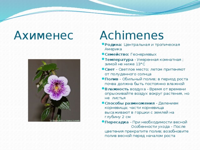  Ахименес Achimenes Родина: Центральная и тропическая Америка Семейство: Геснериевых Температура - Умеренная комнатная ; зимой не ниже 13°С Свет - Светлое место; летом притеняют от полуденного солнца Полив - Обильный полив; в период роста почва должна быть постоянно влажной Влажность воздуха - Время от времени опрыскивайте воздух вокруг растения, но не листья Способы размножения - Делением корневища; части корневища высаживают в горшки с землей на глубину 2 см Пересадка - При необходимости весной Особенности ухода - После цветения прекратите полив; возобновите полив весной перед началом роста 
