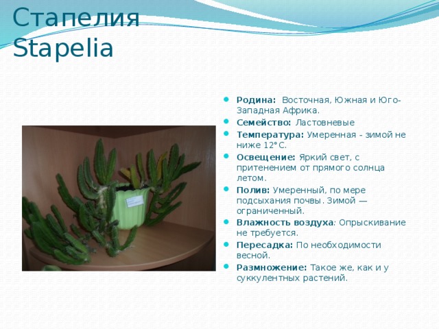 Стапелия  Stapelia   Родина:  Восточная, Южная и Юго-Западная Африка. Семейство: Ластовневые Температура:  Умеренная - зимой не ниже 12°С. Освещение:  Яркий свет, с притенением от прямого солнца летом. Полив:  Умеренный, по мере подсыхания почвы. Зимой — ограниченный. Влажность воздуха :  Опрыскивание не требуется. Пересадка:  По необходимости весной. Размножение:  Такое же, как и у суккулентных растений.  