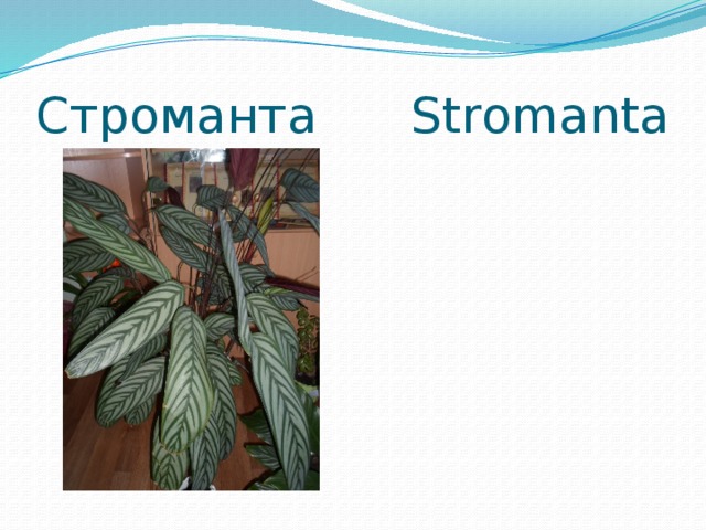 Строманта Stromanta 