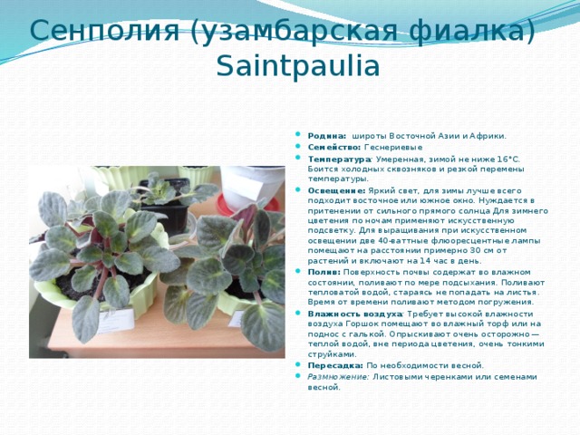 Сенполия (узамбарская фиалка)  Saintpaulia   Родина:  широты Восточной Азии и Африки. Семейство: Геснериевые Температура :  Умеренная, зимой не ниже 16°С. Боится холодных сквозняков и резкой перемены температуры. Освещение:  Яркий свет, для зимы лучше всего подходит восточное или южное окно. Нуждается в притенении от сильного прямого солнца Для зимнего цветения по ночам применяют искусственную подсветку. Для выращивания при искусственном освещении две 40-ваттные флюоресцентные лампы помещают на расстоянии примерно 30 см от растений и включают на 14 час в день. Полив:  Поверхность почвы содержат во влажном состоянии, поливают по мере подсыхания. Поливают тепловатой водой, стараясь не попадать на листья. Время от времени поливают методом погружения. Влажность воздуха :  Требует высокой влажности воздуха Горшок помещают во влажный торф или на поднос с галькой. Опрыскивают очень осторожно — теплой водой, вне периода цветения, очень тонкими струйками. Пересадка:  По необходимости весной. Размножение:  Листовыми черенками или семенами весной.  