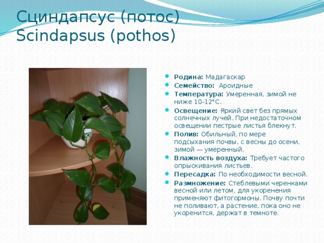 Сциндапсус (потос)  Scindapsus (pothos)   Родина: Мадагаскар Семейство:  Ароидные Температура: Умеренная, зимой не ниже 10-12°С. Освещение: Яркий свет без прямых солнечных лучей. При недостаточном освещении пестрые листья блекнут. Полив: Обильный, по мере подсыхания почвы, с весны до осени, зимой — умеренный. Влажность воздуха: Требует частого опрыскивания листьев. Пересадка: По необходимости весной. Размножение: Стеблевыми черенками весной или летом, для укоренения применяют фитогормоны. Почву почти не поливают, а растение, пока оно не укоренится, держат в темноте. 