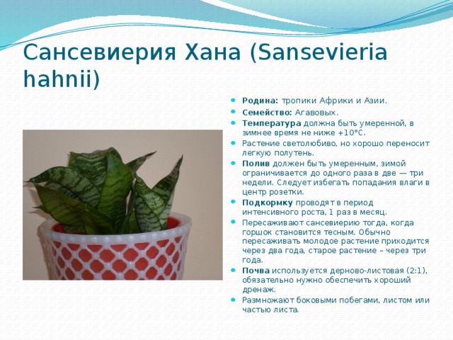 Сансевиерия Хана (Sansevieria hahnii)  Родина:  тропики Африки и Азии.  Семейство:  Агавовых. Температура должна быть умеренной, в зимнее время не ниже +10°С. Растение светолюбиво, но хорошо переносит легкую полутень. Полив должен быть умеренным, зимой ограничивается до одного раза в две — три недели. Следует избегать попадания влаги в центр розетки. Подкормку проводят в период интенсивного роста, 1 раз в месяц. Пересаживают сансевиерию тогда, когда горшок становится тесным. Обычно пересаживать молодое растение приходится через два года, старое растение – через три года.  Почва используется дерново-листовая (2:1), обязательно нужно обеспечить хороший дренаж. Размножают боковыми побегами, листом или частью листа. 