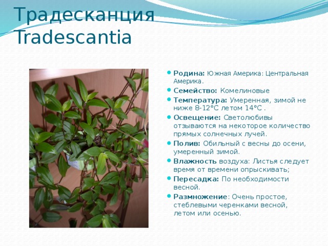 Традесканция  Tradescantia   Родина:  Южная Америка: Центральная Америка.  Семейство: Комелиновые Температура:  Умеренная, зимой не ниже 8-12°С летом 14°С . Освещение:  Светолюбивы отзываются на некоторое количество прямых солнечных лучей. Полив:  Обильный с весны до осени, умеренный зимой. Влажность воздуха: Листья следует время от времени опрыскивать; Пересадка:  По необходимости весной. Размножение : Очень простое, стеблевыми черенками весной, летом или осенью. 
