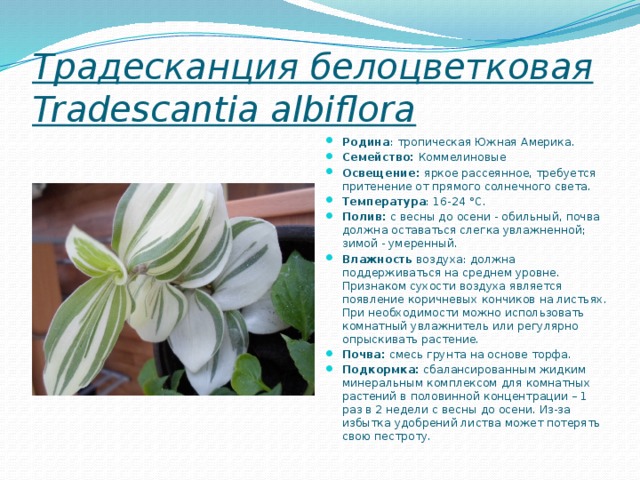 Традесканция белоцветковая Tradescantia albiflora Родина : тропическая Южная Америка. Семейство: Коммелиновые  Освещение: яркое рассеянное, требуется притенение от прямого солнечного света. Температура : 16-24 °C. Полив: с весны до осени - обильный, почва должна оставаться слегка увлажненной; зимой - умеренный. Влажность воздуха: должна поддерживаться на среднем уровне. Признаком сухости воздуха является появление коричневых кончиков на листьях. При необходимости можно использовать комнатный увлажнитель или регулярно опрыскивать растение. Почва: смесь грунта на основе торфа. Подкормка: сбалансированным жидким минеральным комплексом для комнатных растений в половинной концентрации – 1 раз в 2 недели с весны до осени. Из-за избытка удобрений листва может потерять свою пестроту. 