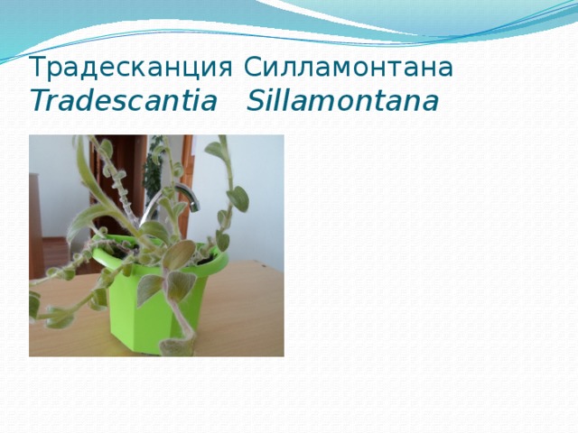 Традесканция Силламонтана  Tradescantia Sillamontana 