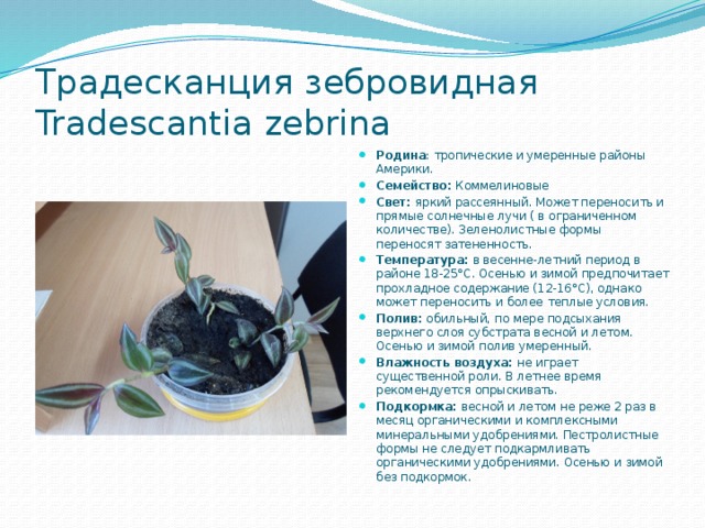 Традесканция зебровидная Tradescantia zebrina Родина : тропические и умеренные районы Америки. Семейство:  Коммелиновые  Свет:  яркий рассеянный. Может переносить и прямые солнечные лучи ( в ограниченном количестве). Зеленолистные формы переносят затененность. Температура:  в весенне-летний период в районе 18-25°С. Осенью и зимой предпочитает прохладное содержание (12-16°С), однако может переносить и более теплые условия. Полив:  обильный, по мере подсыхания верхнего слоя субстрата весной и летом. Осенью и зимой полив умеренный. Влажность воздуха:  не играет существенной роли. В летнее время рекомендуется опрыскивать. Подкормка:  весной и летом не реже 2 раз в месяц органическими и комплексными минеральными удобрениями. Пестролистные формы не следует подкармливать органическими удобрениями. Осенью и зимой без подкормок. 
