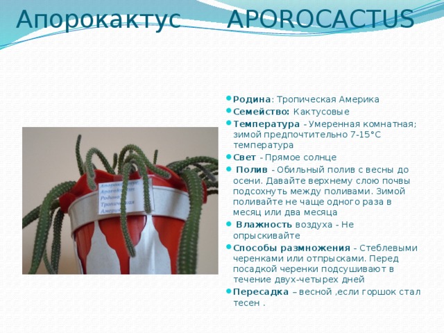 Апорокактус APOROCACTUS   Родина : Тропическая Америка Семейство: Кактусовые Температура - Умеренная комнатная; зимой предпочтительно 7-15°С температура Свет - Прямое солнце  Полив - Обильный полив с весны до осени. Давайте верхнему слою почвы подсохнуть между поливами. Зимой поливайте не чаще одного раза в месяц или два месяца  Влажность воздуха - Не опрыскивайте Способы размножения - Стеблевыми черенками или отпрысками. Перед посадкой черенки подсушивают в течение двух-четырех дней Пересадка – весной ,если горшок стал тесен . 