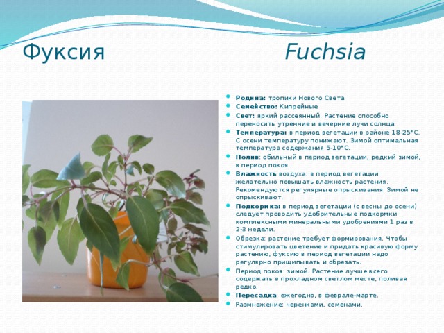 Фуксия Fuchsia   Родина:  тропики Нового Света. Семейство:  Кипрейные  Свет:  яркий рассеянный. Растение способно переносить утренние и вечерние лучи солнца. Температура:  в период вегетации в районе 18-25°C. С осени температуру понижают. Зимой оптимальная температура содержания 5-10°C. Полив : обильный в период вегетации, редкий зимой, в период покоя. Влажность воздуха: в период вегетации желательно повышать влажность растения. Рекомендуются регулярные опрыскивания. Зимой не опрыскивают. Подкормка:  в период вегетации (с весны до осени) следует проводить удобрительные подкормки комплексными минеральными удобрениями 1 раз в 2-3 недели. Обрезка: растение требует формирования. Чтобы стимулировать цветение и придать красивую форму растению, фуксию в период вегетации надо регулярно прищипывать и обрезать. Период покоя: зимой. Растение лучше всего содержать в прохладном светлом месте, поливая редко. Пересадка : ежегодно, в феврале-марте. Размножение: черенками, семенами. 