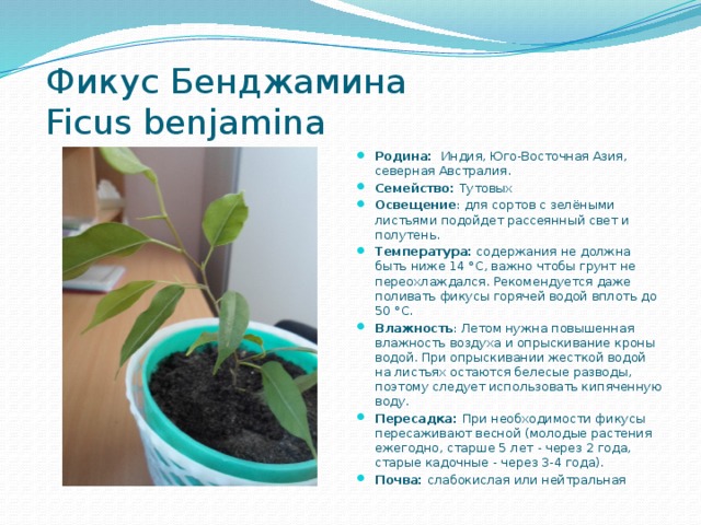  Фикус Бенджамина    Ficus benjamina Родина:  Индия, Юго-Восточная Азия, северная Австралия. Семейство: Тутовых Освещение : для сортов с зелёными листьями подойдет рассеянный свет и полутень. Температура: содержания не должна быть ниже 14 °C, важно чтобы грунт не переохлаждался. Рекомендуется даже поливать фикусы горячей водой вплоть до 50 °C. Влажность : Летом нужна повышенная влажность воздуха и опрыскивание кроны водой. При опрыскивании жесткой водой на листьях остаются белесые разводы, поэтому следует использовать кипяченную воду. Пересадка: При необходимости фикусы пересаживают весной (молодые растения ежегодно, старше 5 лет - через 2 года, старые кадочные - через 3-4 года). Почва: слабокислая или нейтральная 
