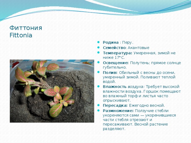  Фиттония  Fittonia Родина : Перу. Семейство : Акантовые Температура: Умеренная, зимой не ниже 17°С. Освещение: Полутень; прямое солнце губительно. Полив: Обильный с весны до осени, умеренный зимой. Поливают теплой водой. Влажность воздуха: Требует высокой влажности воздуха. Горшок помещают во влажный торф и листья часто опрыскивают. Пересадка: Ежегодно весной. Размножение: Ползучие стебли укореняются сами — укоренившиеся части стебля отрезают и пересаживают. Весной растение разделяют.  