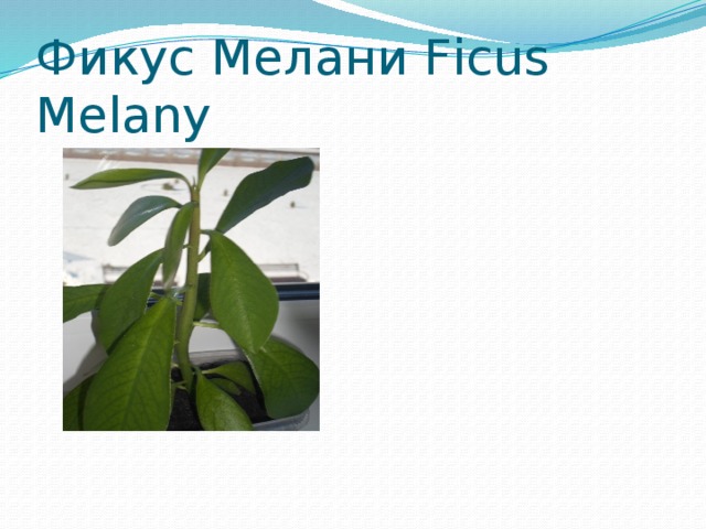 Фикус Мелани Ficus Melany 
