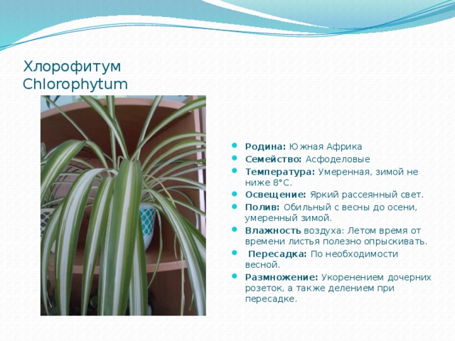  Хлорофитум  Chlorophytum Родина: Южная Африка Семейство: Асфоделовые Температура: Умеренная, зимой не ниже 8°С. Освещение: Яркий рассеянный свет. Полив: Обильный с весны до осени, умеренный зимой. Влажность воздуха: Летом время от времени листья полезно опрыскивать.  Пересадка: По необходимости весной. Размножение: Укоренением дочерних розеток, а также делением при пересадке. 