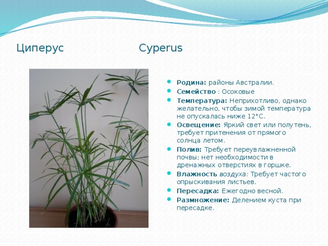  Циперус Cyperus   Родина: районы Австралии. Семейство : Осоковые Температура: Неприхотливо, однако желательно, чтобы зимой температура не опускалась ниже 12°С. Освещение: Яркий свет или полутень, требует притенения от прямого солнца летом. Полив: Требует переувлажненной почвы; нет необходимости в дренажных отверстиях в горшке. Влажность воздуха: Требует частого опрыскивания листьев. Пересадка: Ежегодно весной. Размножение: Делением куста при пересадке. 