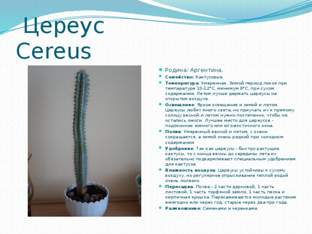  Цереус Сereus Родина: Аргентина. Семейство: Кактусовые Температура : Умеренная. Зимой период покоя при температуре 10-12°С, минимум 8°С, при сухом содержании. Летом лучше держать цереусы на открытом воздухе.  Освещение : Яркое освещение и зимой и летом. Цереусы любят много света, но приучать их к прямому солнцу весной и летом нужно постепенно, чтобы не остались ожоги. Лучшее место для цереусов - подоконник южного или юго-восточного окна.  Полив : Умеренный весной и летом, с осени сокращается, а зимой очень редкий при холодном содержании.  Удобрение : Так как цереусы - быстро растущие кактусы, то с конца весны до середины лета их обязательно подкармливают специальным удобрением для кактусов.  Влажность воздуха : Цереусы устойчивы к сухому воздуху, но регулярное опрыскивание теплой водой очень полезно.  Пересадка : Почва - 2 части дерновой, 1 часть листовой, 1 часть торфяной земли, 1 часть песка и кирпичная крошка. Пересаживаются молодые растения ежегодно или через год, старые через два-три года.  Размножение : Семенами и черенками.  
