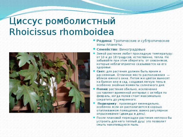Циссус ромболистный  Rhoicissus rhomboidea  Родина: Тропические и субтропические зоны планеты. Семейство : Виноградовые Зимой растение любит прохладную температуру: от 10 и до 18 градусов, естественно, тепла. Не забывайте при этом оберегать от сквозняков, которые неблагоприятно сказываются на его здоровье. Свет: для растения должен быть ярким и рассеянным. Отличное место расположения — вблизи южного окна. Летом же цветок выносят на балкон или в сад, создавая легкую тень в особенно знойные моменты солнечного дня. Полив: растение обильно, исключение составляет временной интервал с октября по февраль, когда полив стоит максимально сократить до умеренного.  Подкормку : производят еженедельно, особенно если он располагается в хорошо отапливаемом помещении, важно регулярное опрыскивание (дважды в день). После плановой пересадки растения неплохо бы устроить для него теплый душ: это позволит смыть накопившуюся пыль. 