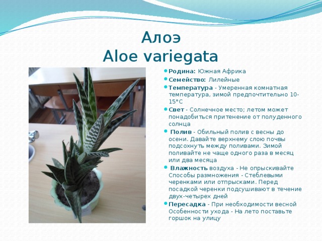 Алоэ  Aloe variegata Родина: Южная Африка Семейство: Лилейные Температура - Умеренная комнатная температура, зимой предпочтительно 10-15°С Свет - Солнечное место; летом может понадобиться притенение от полуденного солнца  Полив - Обильный полив с весны до осени. Давайте верхнему слою почвы подсохнуть между поливами. Зимой поливайте не чаще одного раза в месяц или два месяца  Влажность воздуха - Не опрыскивайте  Способы размножения - Стеблевыми черенками или отпрысками. Перед посадкой черенки подсушивают в течение двух-четырех дней Пересадка - При необходимости весной Особенности ухода - На лето поставьте горшок на улицу 
