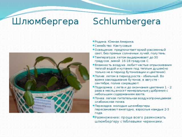  Шлюмбергера Schlumbergera   Родина: Южная Америка. Семейство: Кактусовые Освещение: предпочитает яркий рассеянный свет, без прямых солнечных лучей, полутень. Температура: летом выдерживает до 30 градусов ,зимой  16-18 градусов С. Влажность воздуха: любит частые опрыскивания теплой водой и купания под теплым душем(но только не в период бутонизации и цветения). Полив: летом в период роста - обильный. Во время закладывания бутонов, в августе - сентябре, полив сокращают. Подкормка: с лета и до окончания цветения 1 - 2 раза в месяц вносят минеральные удобрения с небольшим содержанием азота.  Почва: легкая питательная воздухопроницаемая слабокислая почва. Пересадка: молодые шлюмбергеры пересаживают ежегодно, взрослые каждые 2-3 года. Размножение: проще всего размножать шлюмбергеру стеблевыми черенками.  
