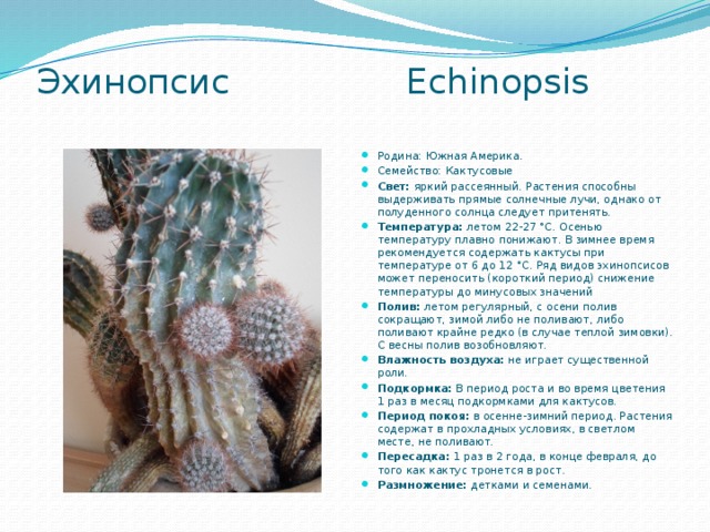 Эхинопсис Echinopsis   Родина:   Южная Америка. Семейство: Кактусовые Свет:  яркий рассеянный. Растения способны выдерживать прямые солнечные лучи, однако от полуденного солнца следует притенять. Температура:  летом 22-27 °С. Осенью температуру плавно понижают. В зимнее время рекомендуется содержать кактусы при температуре от 6 до 12 °С. Ряд видов эхинопсисов может переносить (короткий период) снижение температуры до минусовых значений Полив:  летом регулярный, с осени полив сокращают, зимой либо не поливают, либо поливают крайне редко (в случае теплой зимовки). С весны полив возобновляют. Влажность воздуха:  не играет существенной роли. Подкормка:  В период роста и во время цветения 1 раз в месяц подкормками для кактусов. Период покоя:  в осенне-зимний период. Растения содержат в прохладных условиях, в светлом месте, не поливают. Пересадка:  1 раз в 2 года, в конце февраля, до того как кактус тронется в рост. Размножение:  детками и семенами. 