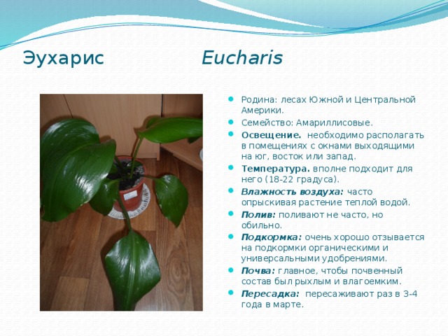  Эухарис Eucharis   Родина: лесах Южной и Центральной Америки. Семейство: Амариллисовые. Освещение.   необходимо располагать в помещениях с окнами выходящими на юг, восток или запад.  Температура. вполне подходит для него (18-22 градуса). Влажность воздуха: часто опрыскивая растение теплой водой.  Полив:  поливают не часто, но обильно. Подкормка:  очень хорошо отзывается на подкормки органическими и универсальными удобрениями. Почва:  главное, чтобы почвенный состав был рыхлым и влагоемким. Пересадка:   пересаживают раз в 3-4 года в марте.  