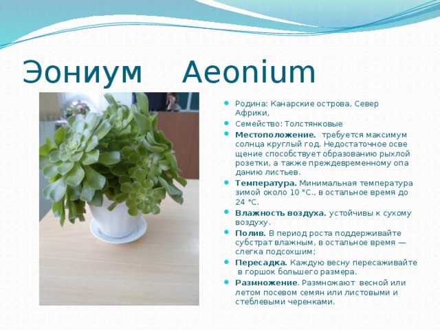 Эониум Aeonium Родина: Канарские острова, Север Африки,  Семейство: Толстянковые Местоположение.   требуется максимум солнца круглый год. Недостаточное осве­щение способствует образованию рыхлой розетки, а также пре­ждевременному опа­данию листьев. Температура.  Минимальная температура зимой около 10 