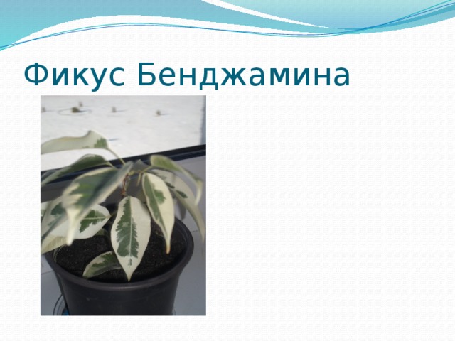 Фикус Бенджамина 