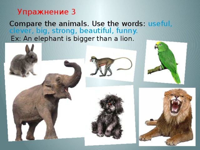 Упражнение 3  Compare the animals. Use the words: useful, clever, big, strong, beautiful, funny.  Ex: An elephant is bigger than a lion.