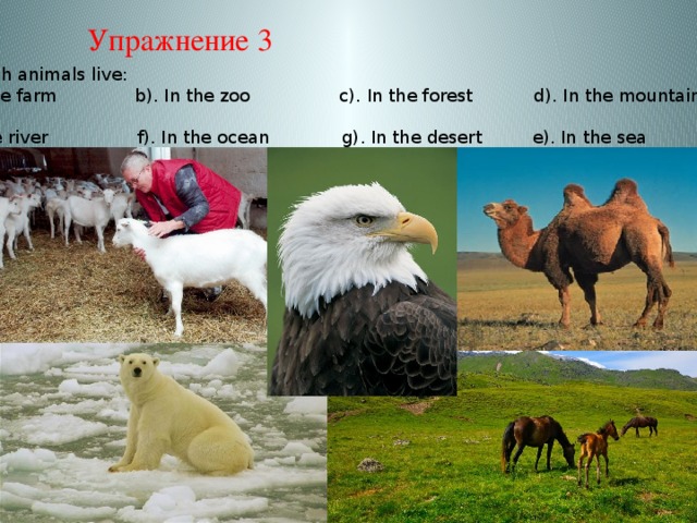 Упражнение 3 Say which animals live: a). On the farm b). In the zoo c). In the forest d). In the mountains e). In the river f). In the ocean g). In the desert e). In the sea