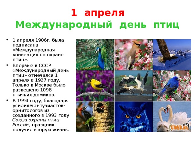 1 апреля  Международный день птиц 1 апреля 1906г. была подписана «Международная конвенция по охране птиц». Впервые в СССР «Международный день птиц» отмечался 1 апреля в 1927 году. Только в Москве было развешено 1098 птичьих домиков. В 1994 году, благодаря усилиям энтузиастов-орнитологов из созданного в 1993 году Союза охраны птиц России , праздник получил вторую жизнь. 