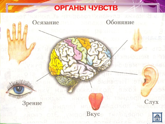 ОРГАНЫ ЧУВСТВ 
