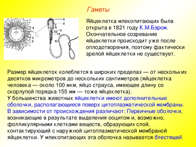 Гаметы Яйцеклетка млекопитающих была открыта в 1821 году К.М.Бэром. Окончательное созревание яйцеклетки происходит уже после оплодотворения, поэтому фактически зрелой яйцеклетки не существует. Размер яйцеклеток колеблется в широких пределах — от нескольких десятков микрометров до нескольких сантиметров (яйцеклетка человека — около 100 мкм, яйцо страуса, имеющее длину со скорлупой порядка 155 мм — тоже яйцеклетка). У большинства животных яйцеклетки имеют дополнительные оболочки, располагающиеся поверх цитоплазматической мембраны. В зависимости от происхождения различают: Первичные оболочки , возникающие в результате выделения ооцитом и, возможно, фолликулярными клетками веществ, образующих слой, контактирующий с наружной цитоплазматической мембраной яйцеклетки. У млекопитающих эта оболочка называется блестящей. 