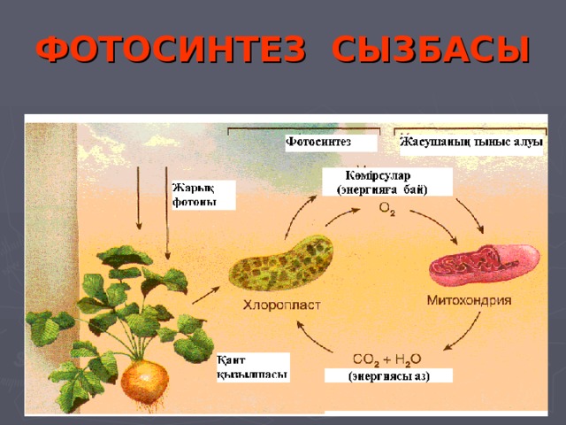 ФОТОСИНТЕЗ СЫЗБАСЫ 