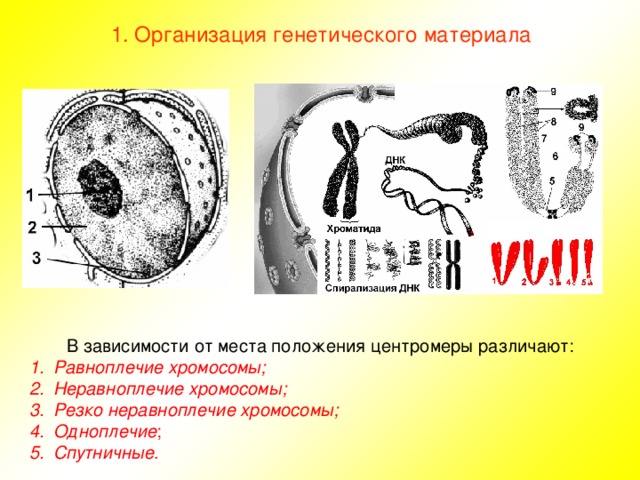 1. Организация генетического материала В зависимости от места положения центромеры различают: Равноплечие  хромосомы; Неравноплечие  хромосомы; Резко неравноплечие  хромосомы; Одноплечие ; Спутничные . 