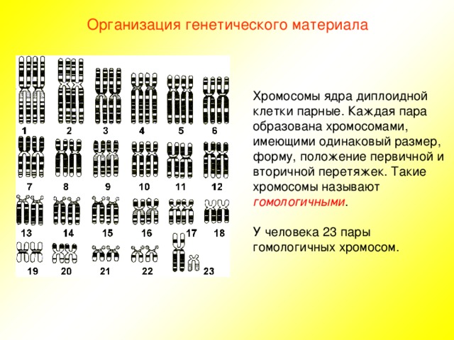 Организация генетического материала Хромосомы ядра диплоидной клетки парные. Каждая пара образована хромосомами, имеющими одинаковый размер, форму, положение первичной и вторичной перетяжек. Такие хромосомы называют гомологичными . У человека 23 пары гомологичных хромосом. 