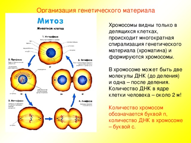 Организация генетического материала Хромосомы видны только в делящихся клетках, происходит многократная спирализация генетического материала (хроматина) и формируются хромосомы. В хромосоме может быть две молекулы ДНК (до деления) и одна – после деления. Количество ДНК в ядре клетки человека – около 2 м! Количество хромосом обозначается буквой n , количество ДНК в хромосоме – буквой с. 
